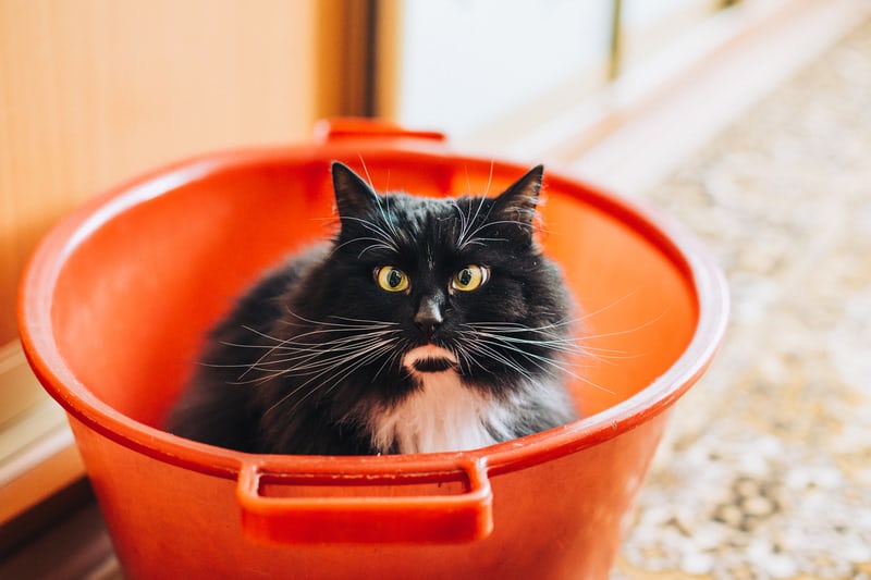 bucket with cat